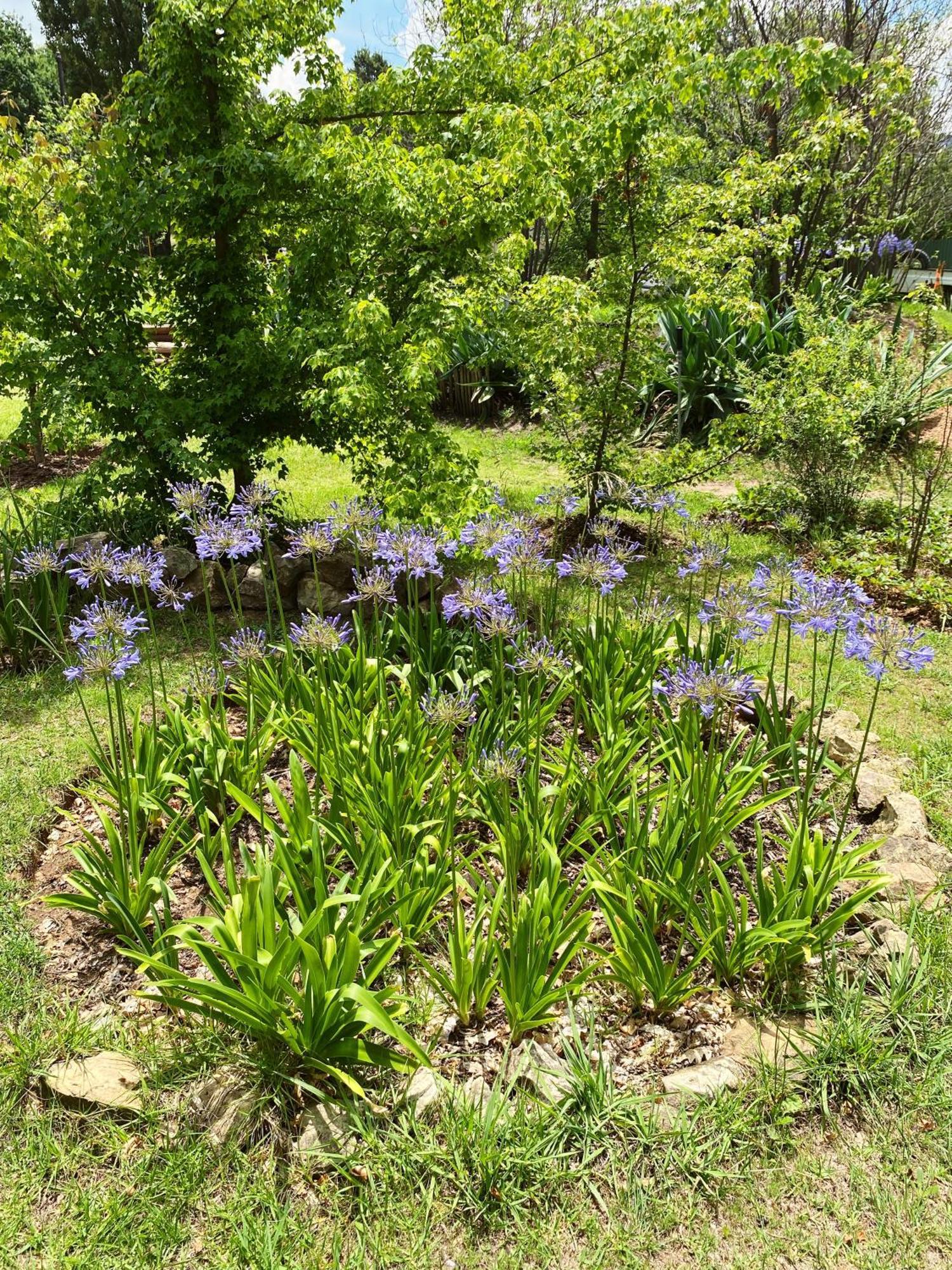 קלרנס Collett House And Lavender Cottage מראה חיצוני תמונה